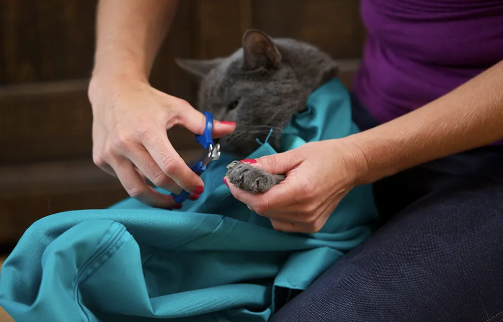 Cat Carrier Pouch - Buy One And Get One FREE